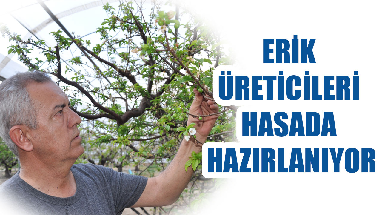 ERİK ÜRETİCİLERİ HASADA HAZIRLANIYOR