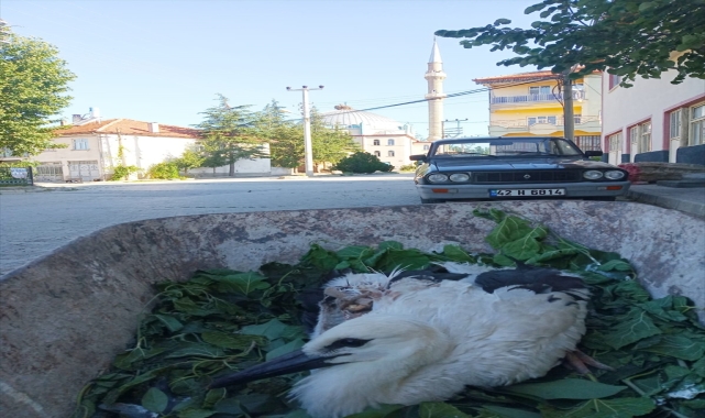 Konya'da düşerek yaralanan leylek yavrusu tedaviye alındı