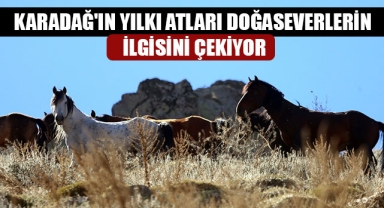 KARADAĞ'IN YILKI ATLARI DOĞASEVERLERİN İLGİSİNİ ÇEKİYOR