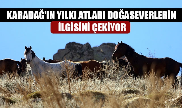 KARADAĞ'IN YILKI ATLARI DOĞASEVERLERİN İLGİSİNİ ÇEKİYOR