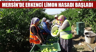 MERSİN'DE ERKENCİ LİMON HASADI BAŞLADI