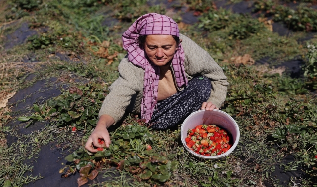 AB tescilli çileğin hasadında üreticiler kış öncesi zamanla yarışıyor
