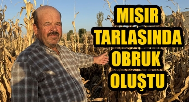 MISIR TARLASINDA OBRUK OLUŞTU