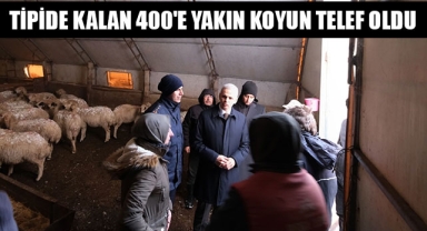 TİPİDE KALAN 400'E YAKIN KOYUN TELEF OLDU