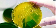 Bilim Adamları Süper Dirençli Bakterileri Yenmeyi Başardı!