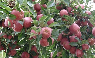 ELMA FİYATLARI ÜRETİCİNİN YÜZÜNÜ GÜLDÜRÜYOR